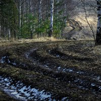 У края леса... :: Владимир Шошин