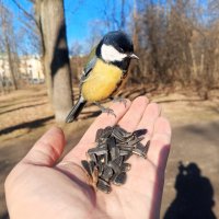 Синица :: Сапсан 