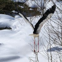 Аист улетал, но "обещал" вернуться. :: Милешкин Владимир Алексеевич 