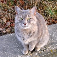 Кот гипнотизёр :: Сергей М 