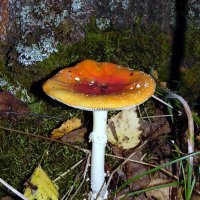 Синьор-мухомор. :: nadyasilyuk Вознюк Синьор-мухомор. :: nadyasilyuk Вознюк