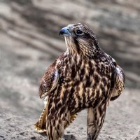 Сокол :: SanSan 