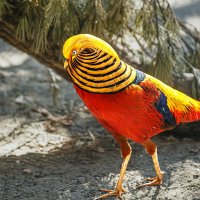 Фазан золотой :: SanSan 