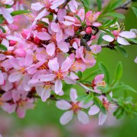 Миндаль сибирский :: Татьяна Лютаева