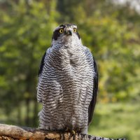 Ястреб :: SanSan 