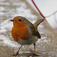 Зарянка :: Лина 