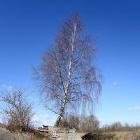 Апрельский этюд :: Рита Симонова