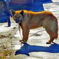 Сторож. :: Ольга Довженко Сторож. :: Ольга Довженко