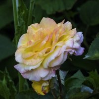 Глория  Дей :: Валентин Семчишин