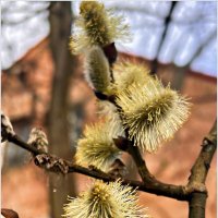 Весенний этюд. :: Валерия Комова