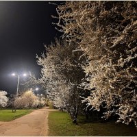 Ночное цветение. :: Валерия Комова Ночное цветение. :: Валерия Комова