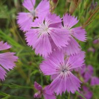 Гвоздика :: Anna Ivanova Гвоздика :: Anna Ivanova