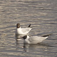 сладкая парочка :: Владимир Зырянов