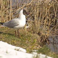 А что там? :: Владимир Зырянов А что там? :: Владимир Зырянов