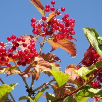 Калина :: Freddy 97