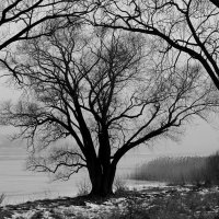 Осенний туман :: Aleksandr Gal