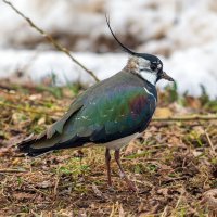 Чибис. :: Анатолий. Chesnavik. Чибис. :: Анатолий. Chesnavik.