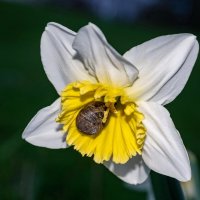 Улитка на нарциссе... :: Николай Гирш