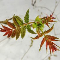 Рябинник рябинолистный :: Андрей Снегерёв Рябинник рябинолистный :: Андрей Снегерёв