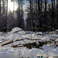 начало апреля 17 :: Александр Прокудин
