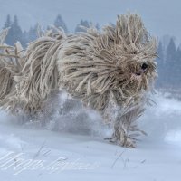 веном :: игорь 