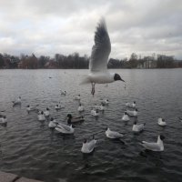 Чайки :: Сапсан 