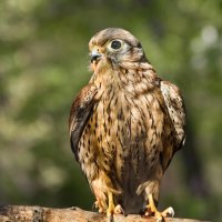 Пустельга :: SanSan 