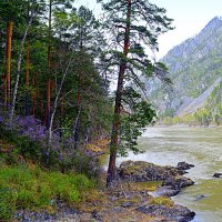 Цветение маральника :: Татьяна Лютаева