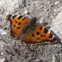 Первые ! :: Елена Шаламова Первые ! :: Елена Шаламова