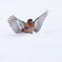 Зяблик, зяблик, покажи крылышки! :: Владимир Безбородов Зяблик, зяблик, покажи крылышки! :: Владимир Безбородов