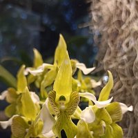 Наипрекраснейшие :: Pippa 