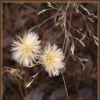 Пушистики :: lyudmila Курлова