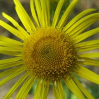 Девясил :: Anna Ivanova