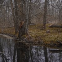 … :: Татьяна Аникина