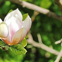 Магнолия :: ZNatasha -