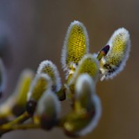 Апрель :: краснов юрий 