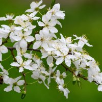 Цветы алычи :: Татьяна Евдокимова