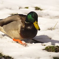 Посижу, отдохну. :: Владимир Зырянов