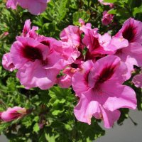 крупно цветковая герань :: Елена Шаламова крупно цветковая герань :: Елена Шаламова