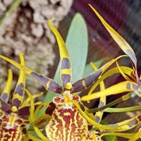 Наипрекраснейшие :: Pippa 