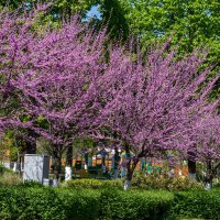 Багрянник европейский :: Игорь Сикорский