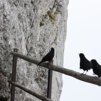 галки альпийские :: ZNatasha - галки альпийские :: ZNatasha -