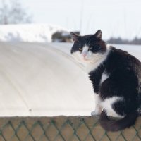 Сосед :: Олег Малетин