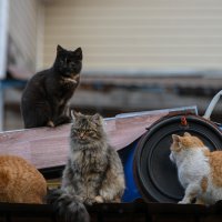 Мои питомцы :: Вадим 