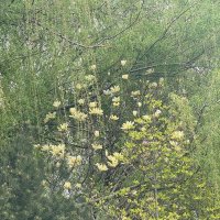 Весна в Китае :: Ирэн 