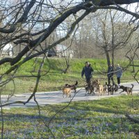 выгул собак :: Лера 