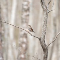 Когда сверхгармонично вписался в природный фон :: Дарья Меркулова