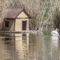 Жисть водоплавающих :: Коля Лукашов Жисть водоплавающих :: Коля Лукашов