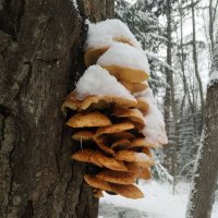 зимой :: Павел Кошалеф
