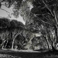 Лес :: Василий Дворецкий